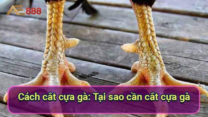 cach-cat-cua-ga:-tai-sao-can-cat-cua-ga