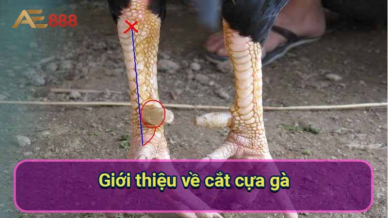 gioi-thieu-ve-cat-cua-ga