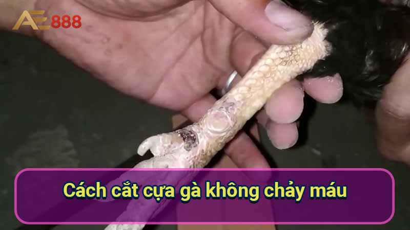 cach-cat-cua-ga-khong-chay-mau