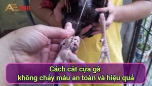 cach-cat-cua-ga-khong-chay-mau