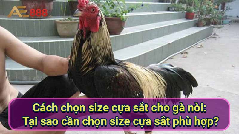 cach-chon-size-cua-sat-cho-ga-noi:-tai-sao-can-chon-size-cua-sat-phu-hop?