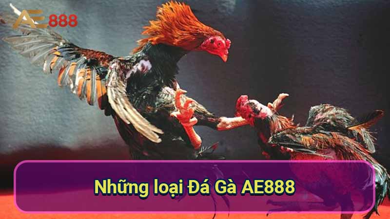 nhung-loai-da-ga-ae888