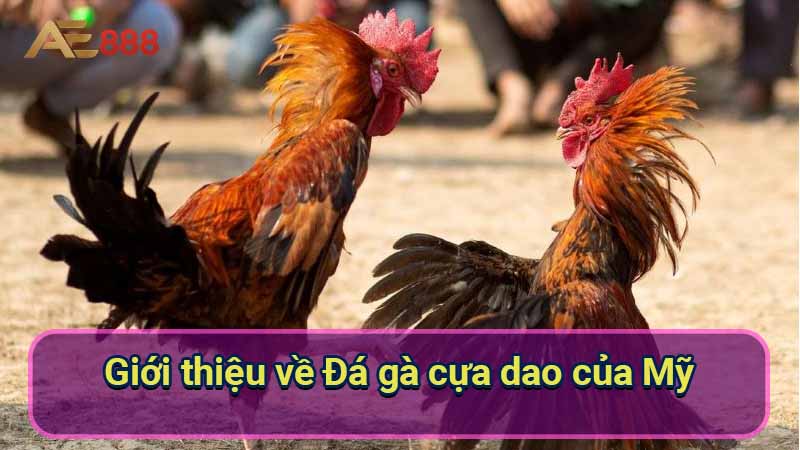 gioi-thieu-ve-da-ga-cua-dao-cua-my