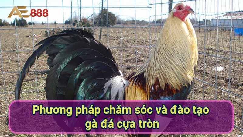 phuong-phap-cham-soc-va-dao-tao-ga-da-cua-tron