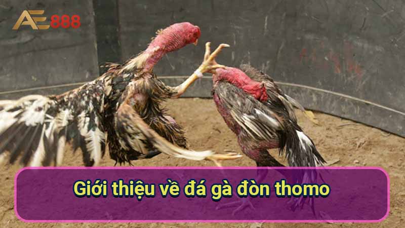 gioi-thieu-ve-da-ga-don-thomo