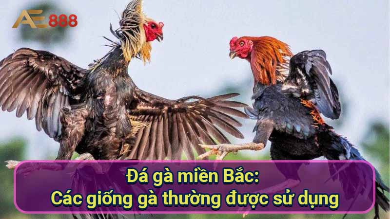 da-ga-mien-bac:-cac-giong-ga-thuong-duoc-su-dung