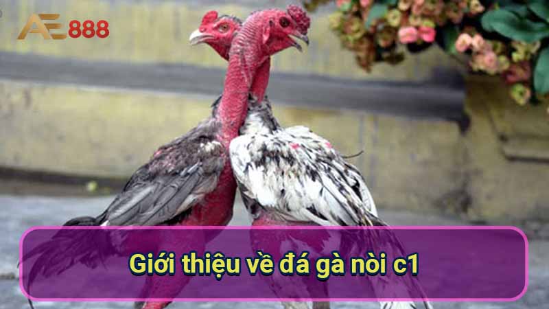 gioi-thieu-ve-da-ga-noi-c1