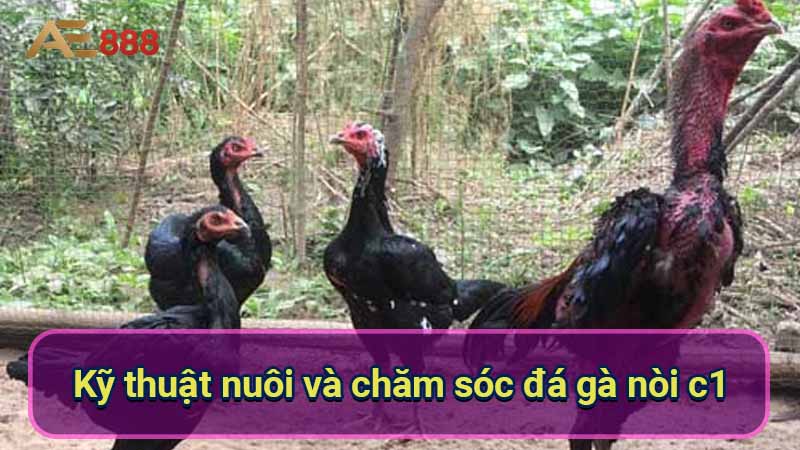 ky-thuat-nuoi-va-cham-soc-da-ga-noi-c1