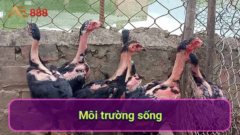 moi-truong-song