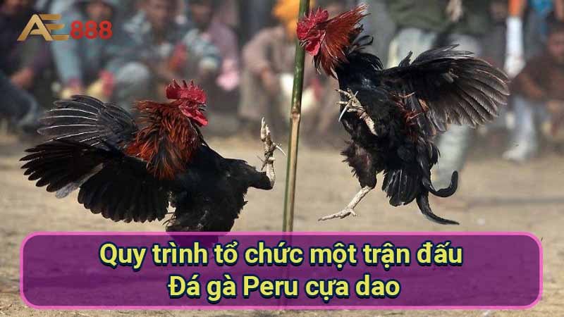 quy-trinh-to-chuc-mot-tran-dau-da-ga-peru-cua-dao