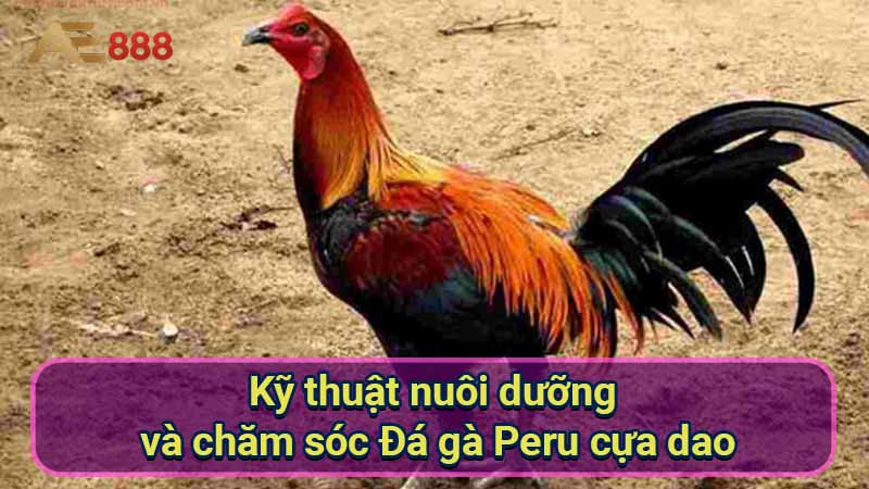 ky-thuat-nuoi-duong-va-cham-soc-da-ga-peru-cua-dao