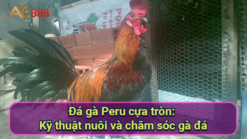 da-ga-peru-cua-tron:-ky-thuat-nuoi-va-cham-soc-ga-da