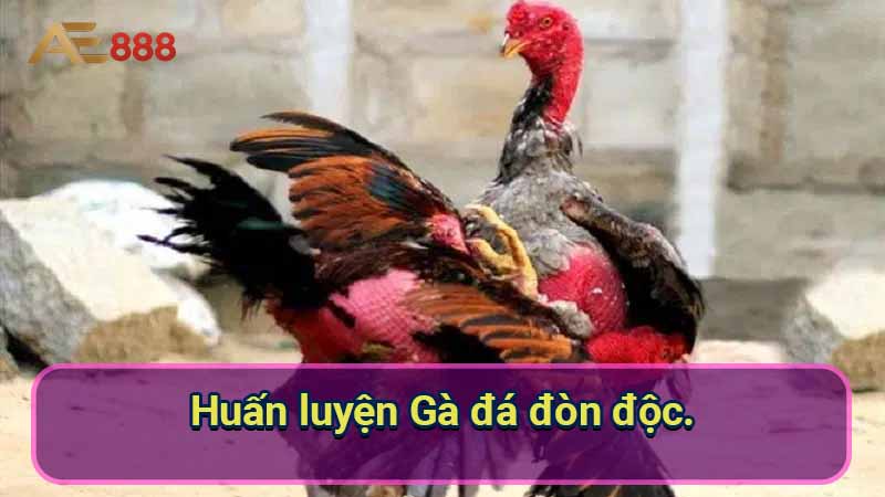 huan-luyen-ga-da-don-doc