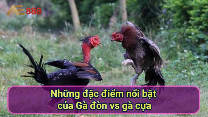 nhung-dac-diem-noi-bat-cua-ga-don-vs-ga-cua