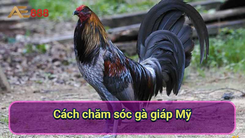 cach-cham-soc-ga-giap-my