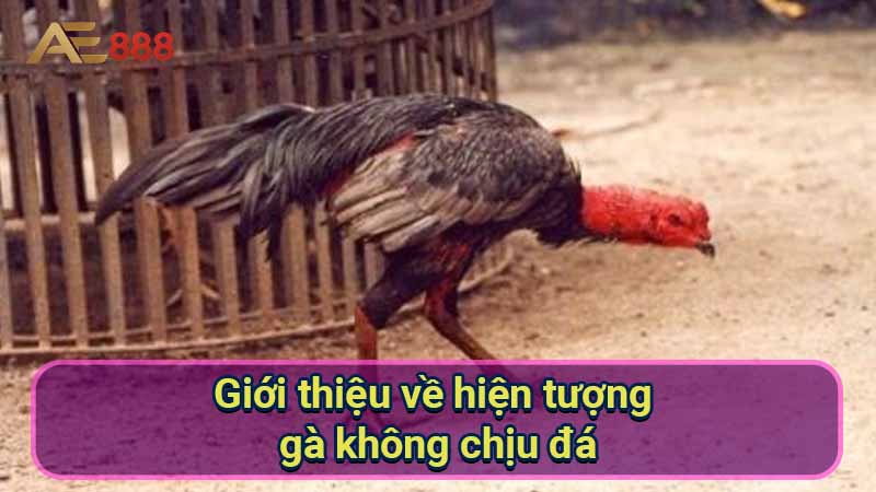 gioi-thieu-ve-hien-tuong-ga-khong-chiu-da