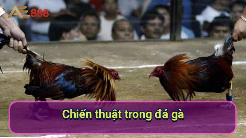 chien-thuat-trong-da-ga